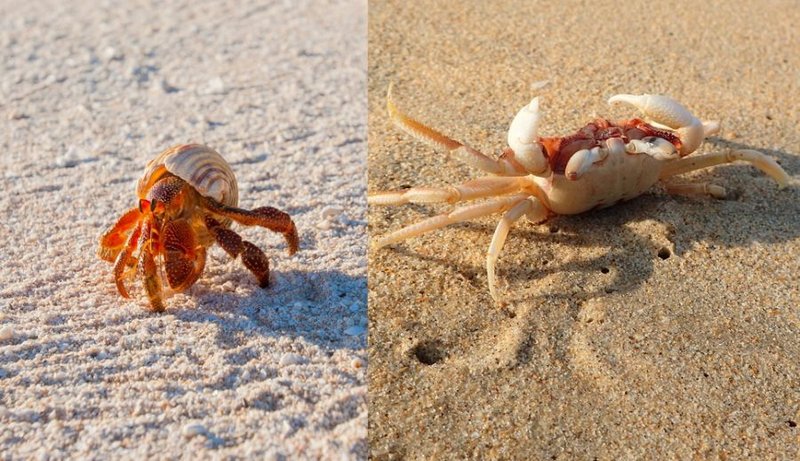 Crab Vs. [Similar Species] - Key Differences