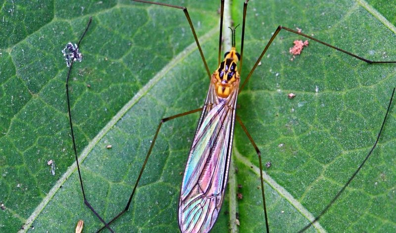 Crane Fly