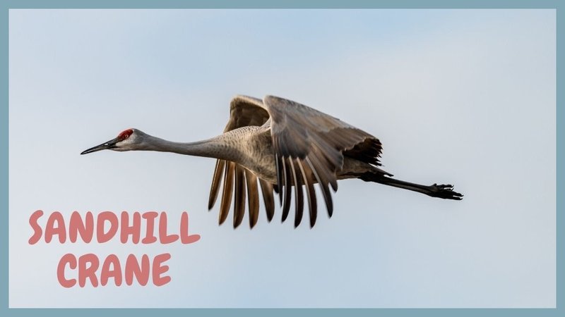 Crane Vocalizations And What They Mean