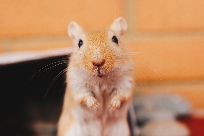 Cream Gerbil Overview: Traits, Temperament, And Color