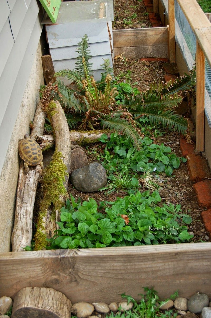 Creating A Bioactive Habitat For Your Tortoise