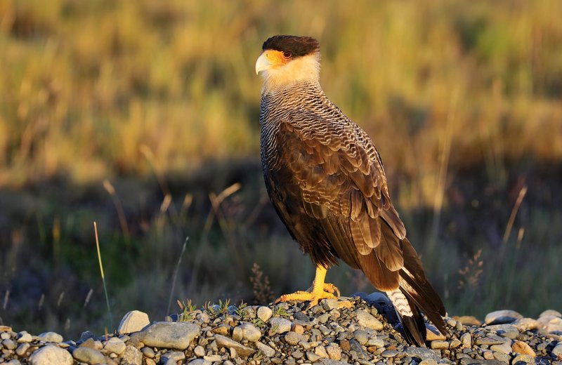 Crested Caracara