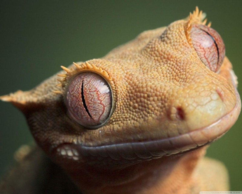 Crested Gecko Vs. [Similar Species] - How They Compare