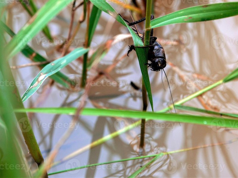 Cricket