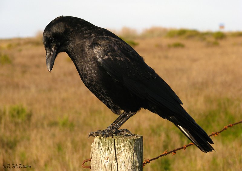 Crow