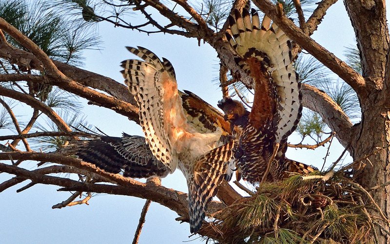 Crowned Eagle Nesting Habits And Lifecycle