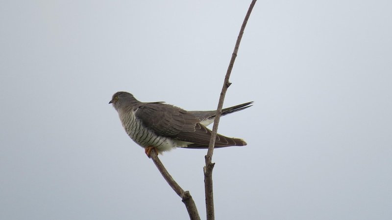 Cuckoo