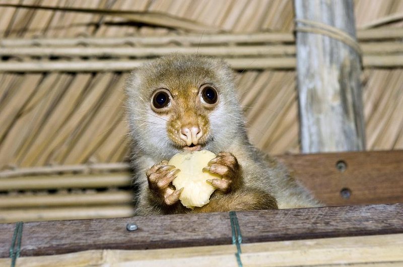Cuscus