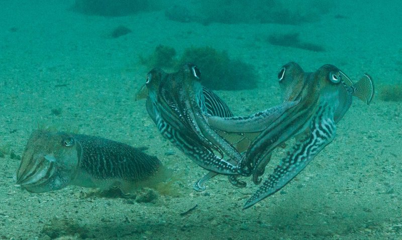 Cuttlefish