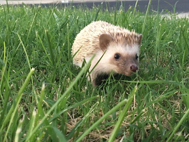 Daily And Weekly Care Routines For Hedgehog Owners