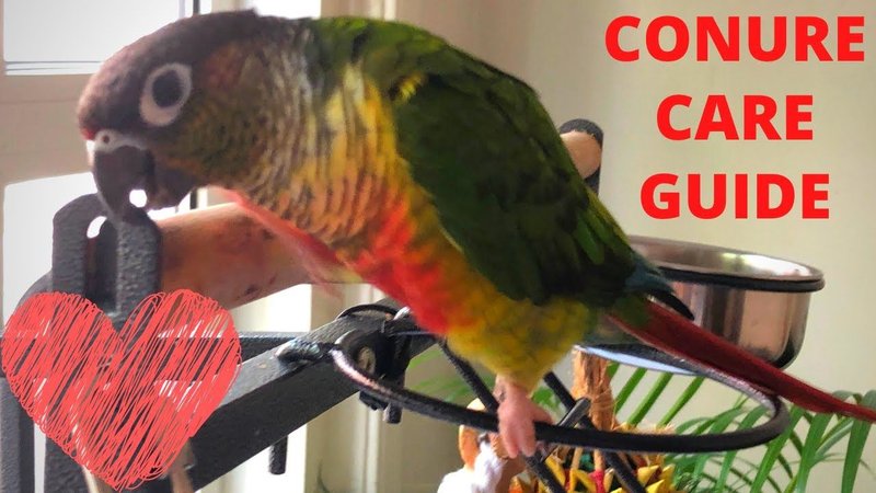 Daily Care Routine For Keeping Your Conure Healthy