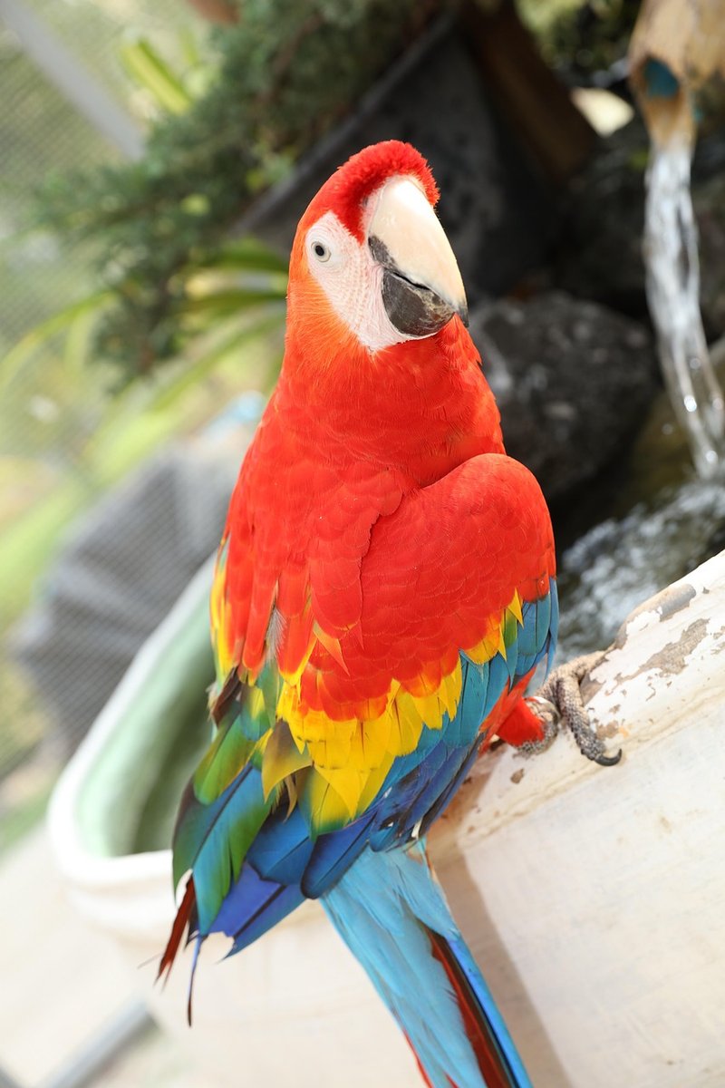 Daily Routine For A Happy And Healthy Macaw
