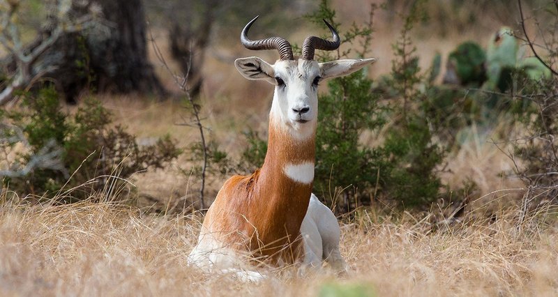 Dama Gazelle