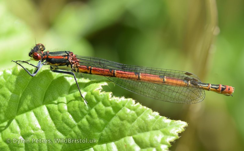 Damselfly