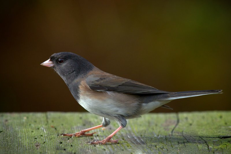 Dark-Eyed Junco