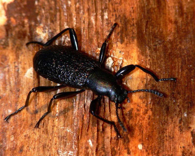 Darkling Beetle