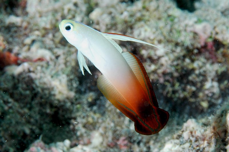 Dartfish