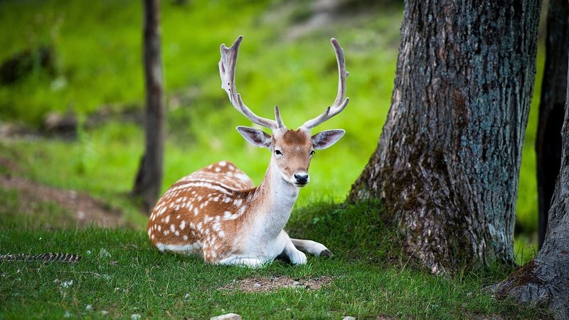 Deer