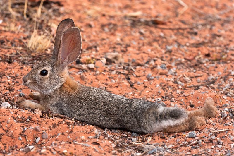 Desert Hare