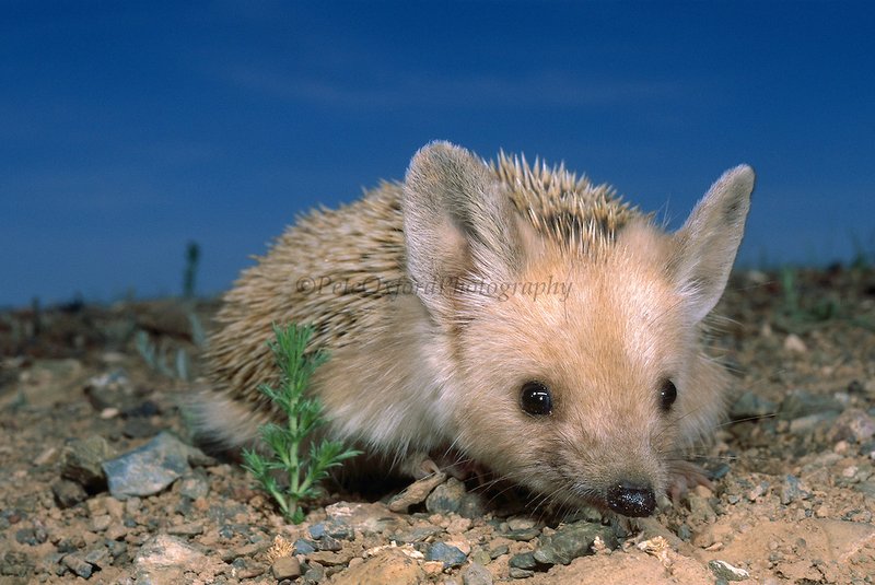 Desert Hedgehog