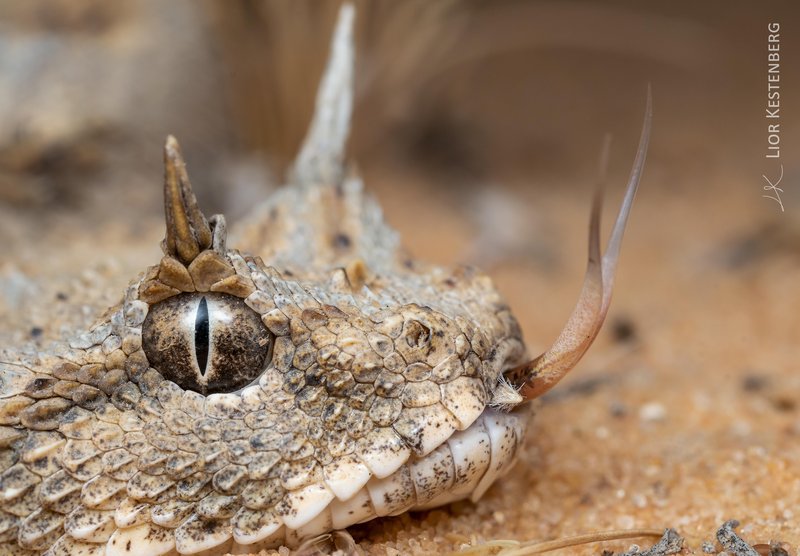Desert Horned Viper