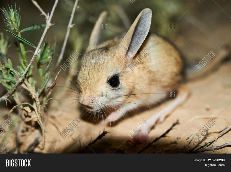Desert Jerboa