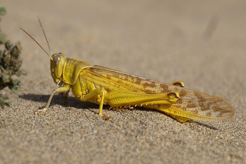 Desert Locust