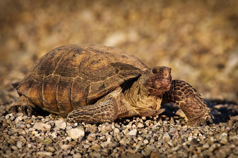 Desert Tortoise