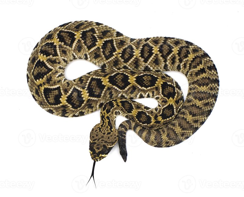 Diamondback Rattlesnake