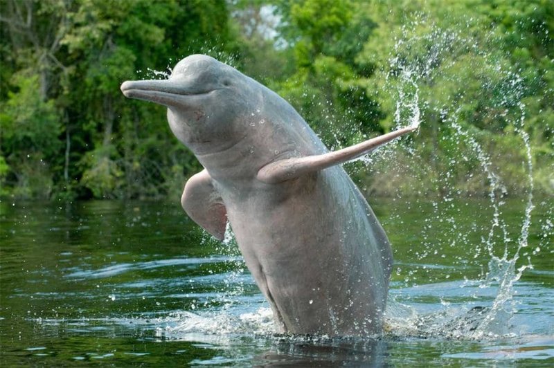 Diet And Feeding Habits Of The Amazon River Dolphin
