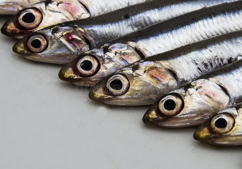 Diet And Feeding Habits Of The Anchovy