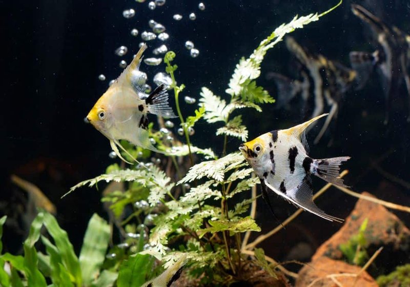 Diet And Feeding Habits Of The Angelfish