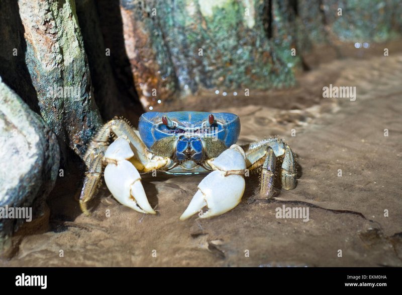 Diet And Feeding Habits Of The Blue Crab