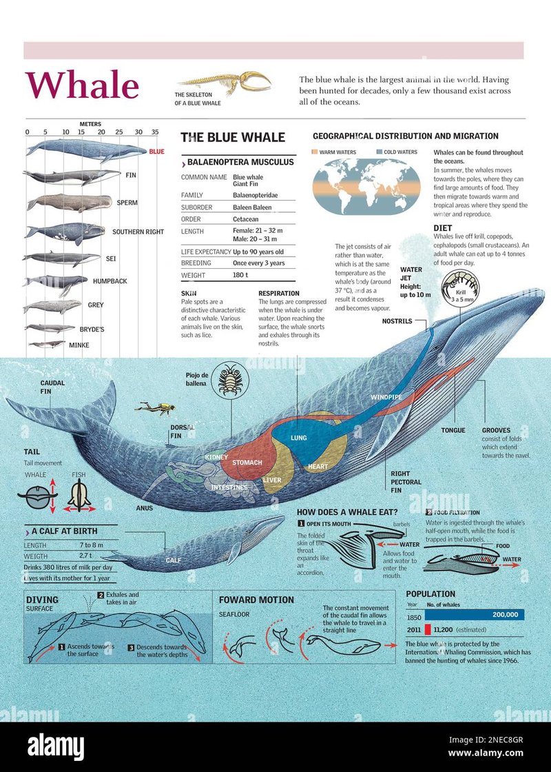 Diet And Feeding Habits Of The Blue Whale