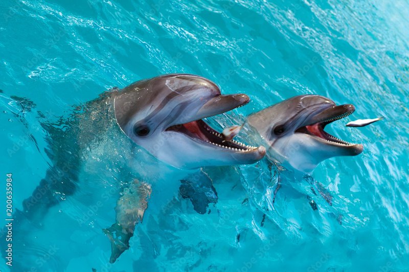 Diet And Feeding Habits Of The Bottlenose Dolphin