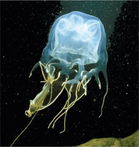 Diet And Feeding Habits Of The Box Jellyfish
