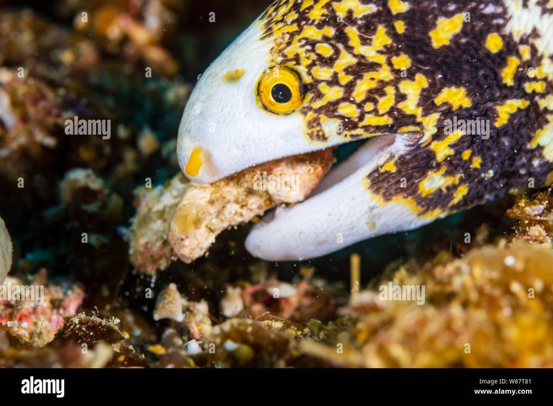 Diet And Feeding Habits Of The Eel