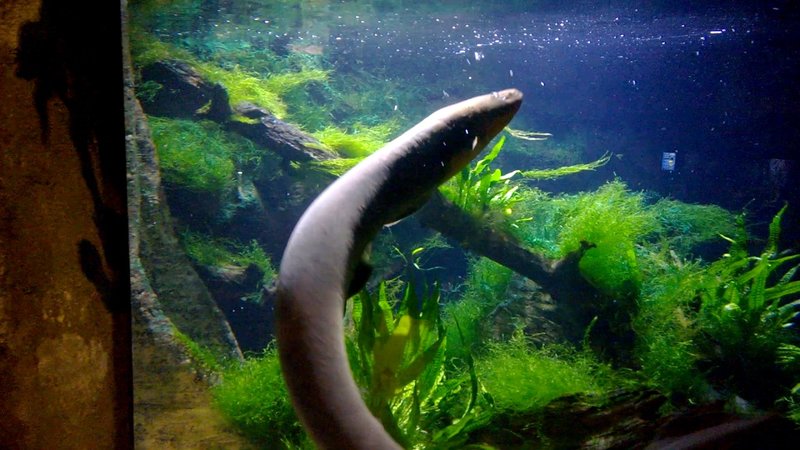 Diet And Feeding Habits Of The Electric Eel