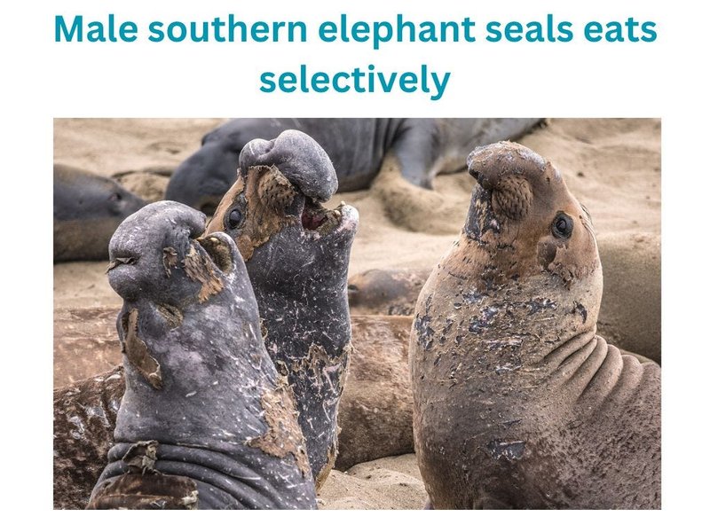 Diet And Feeding Habits Of The Elephant Seal