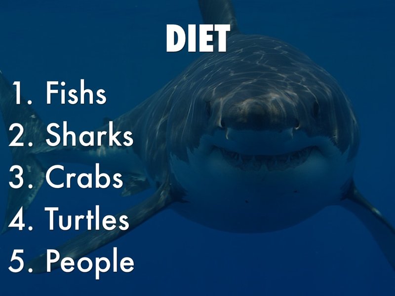 Diet And Feeding Habits Of The Great White Shark