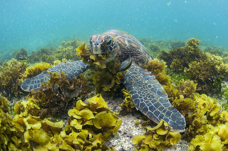 Diet And Feeding Habits Of The Green Sea Turtle