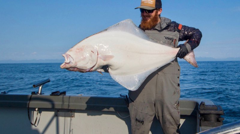 Diet And Feeding Habits Of The Halibut