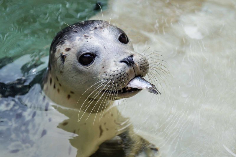 Diet And Feeding Habits Of The Harbor Seal