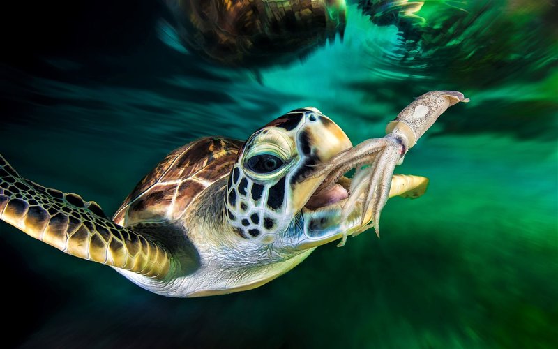 Diet And Feeding Habits Of The Hawksbill Turtle