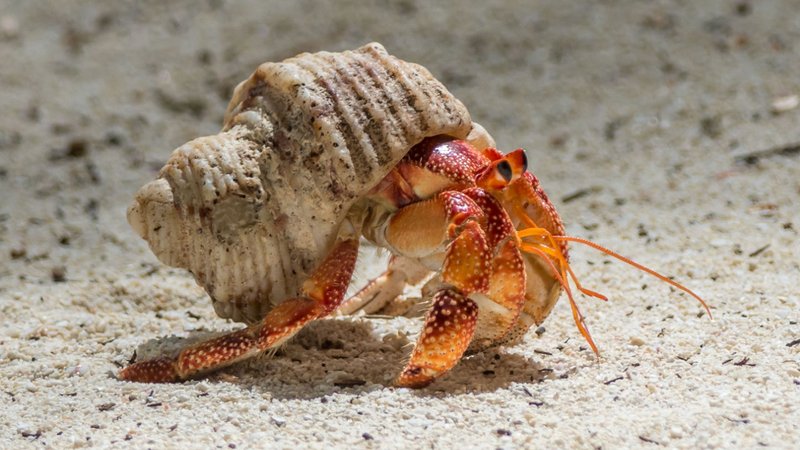 Diet And Feeding Habits Of The Hermit Crab
