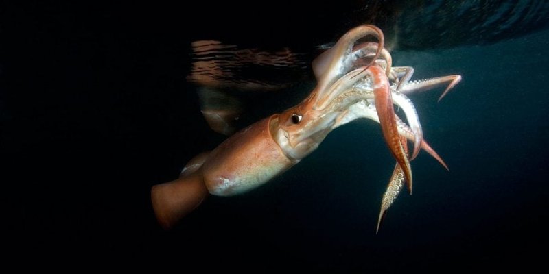Diet And Feeding Habits Of The Humboldt Squid