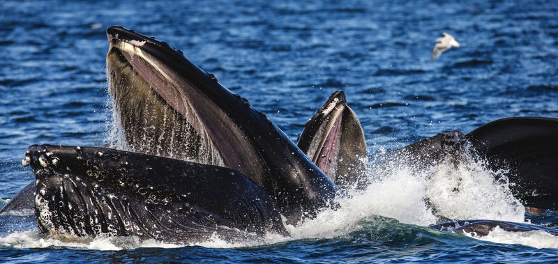 Diet And Feeding Habits Of The Humpback Whale