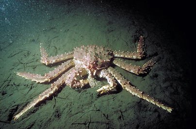 Diet And Feeding Habits Of The King Crab