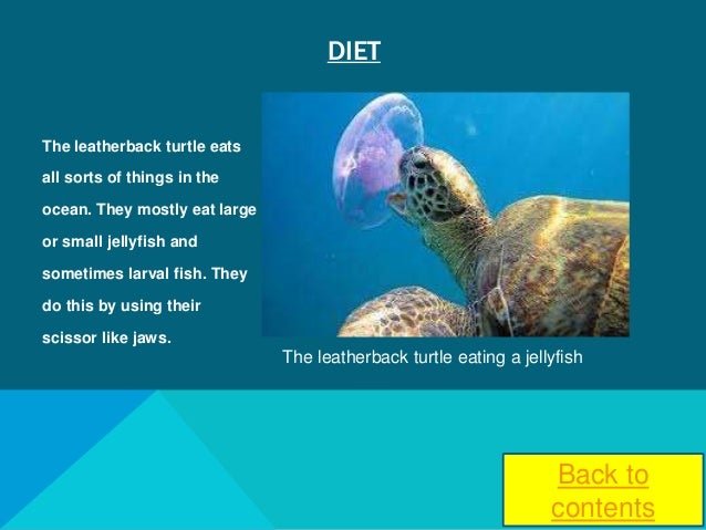 Diet And Feeding Habits Of The Leatherback Turtle