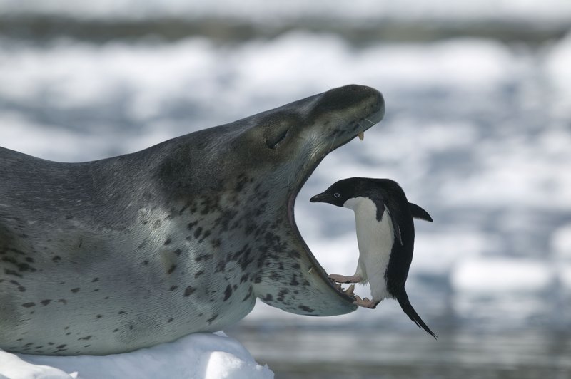 Diet And Feeding Habits Of The Leopard Seal